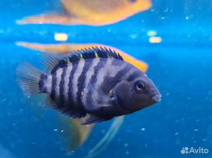 Цихлиды Сапфировая полосатая и Фламинго