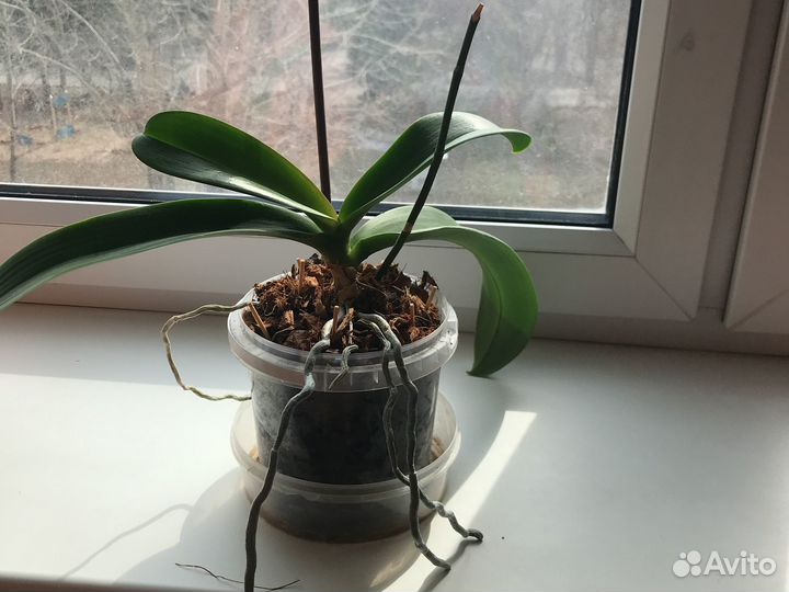 Орхидея фаленопсис