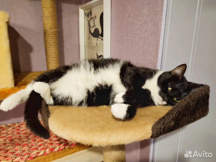 Кошечка Василиса Прекрасная ищет дом