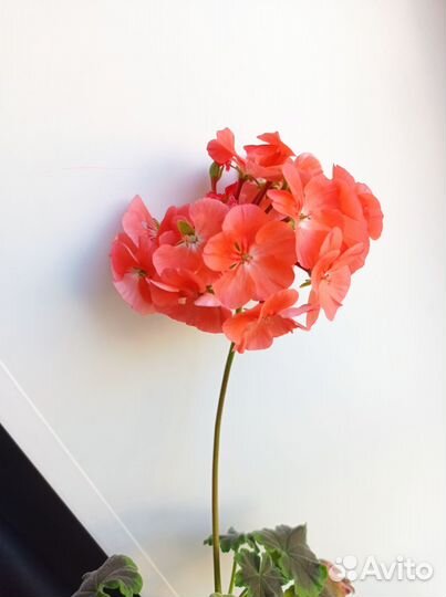 Пеларгония герань