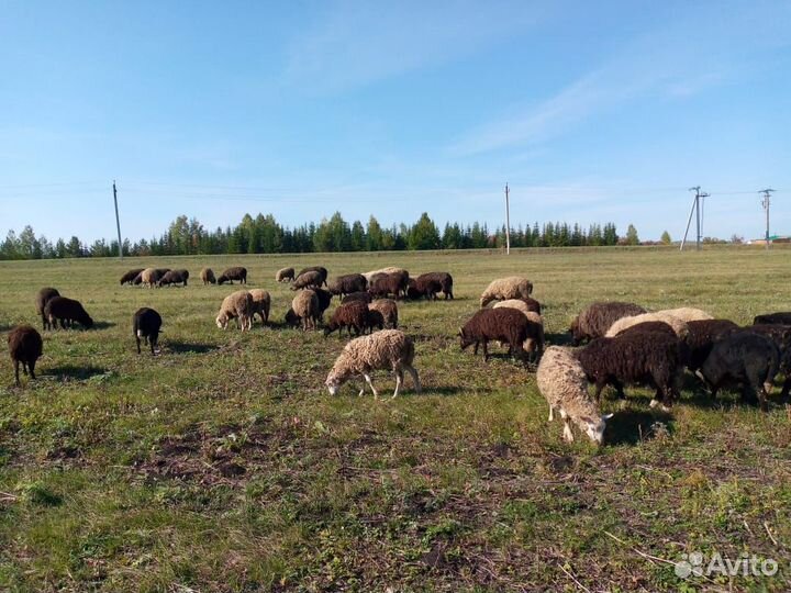 Овцы бараны