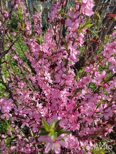 Степной миндаль