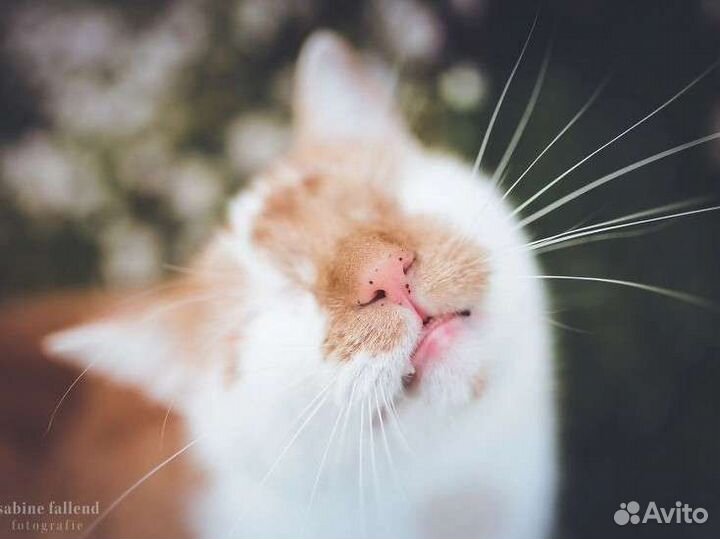 Котята, котики инвалиды, особенные ищут свой дом