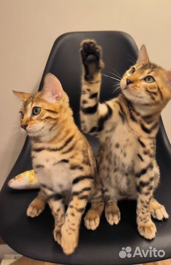 Бенгальская кошечка