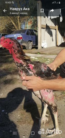 Бойцовые Петушки