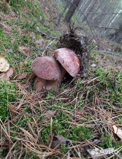 Грибы белые