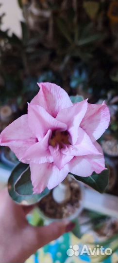 Адениум привитый сорт RC520