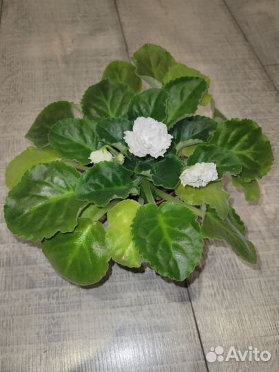 Фиалка белая 