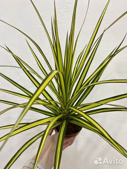 Драцена маргината санрей