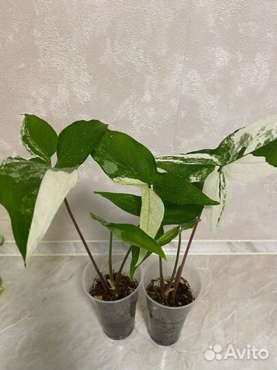 Филодендрон, Сциндапсус, Сингониум, Эпипремнум