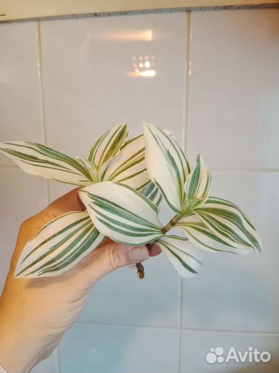 Традесканция Невеста, Белая, Зебрина