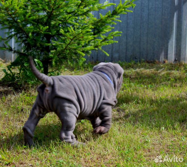 Красавцы щенки шарпея
