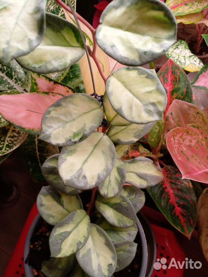 Хойя Аргентия принцесс