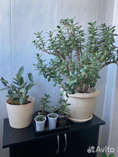 Комнатные цветы