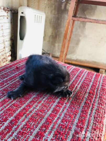 Девочка- ночка