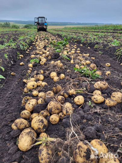 Картофель Оптом от 20 тонн
