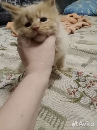 Котята мейн-кун