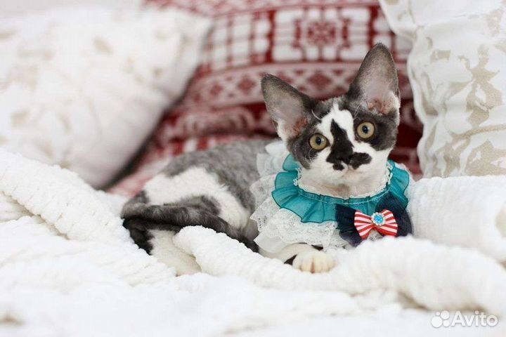 Красивая девочка породы Девон рекс