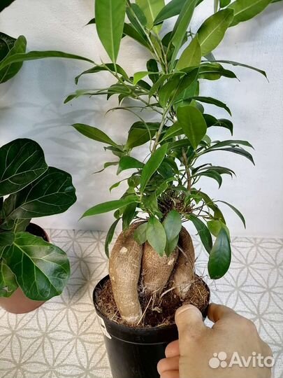 Аглаонема, фикус, Асплениум, Хлорофитум