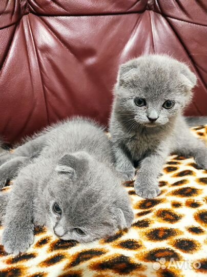 Шотландские котята