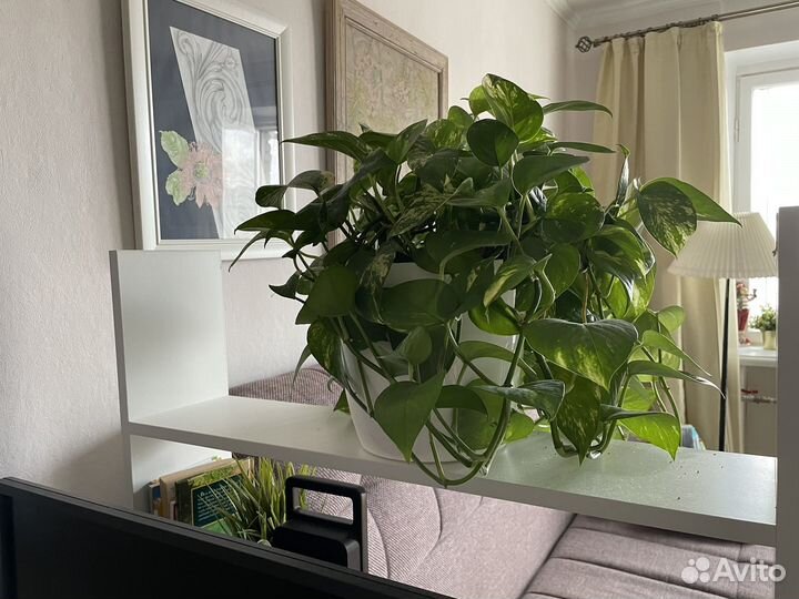 Комнатные растения лиана Эпипремнум