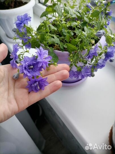 Кампанула жених и невеста