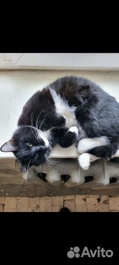 Красивый кот ищет любящую семью