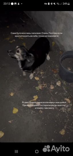 Собака в добрые руки бесплатно маленькая порода