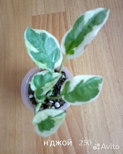 Сциндапсусы и эпипремнумы