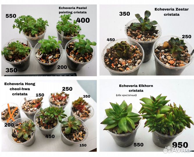 Echeveria кристаты и кустовые