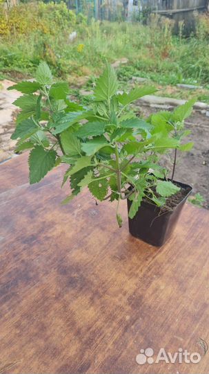 Продам мелиссу