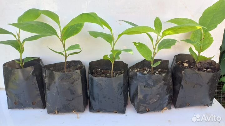 Магнолия Суланжа