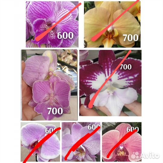 Орхидея фаленопсис оцветашки