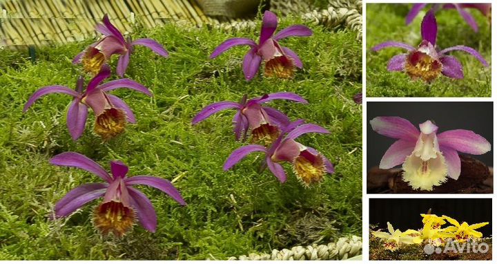 Орхидеи для сада и дома-плейоне