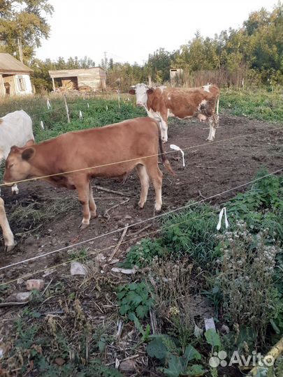 Бычок 5 месяцев