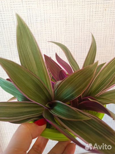 Рео разноцветное. Традесканция покрывальчатая