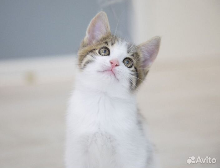 Котенок (мальчик) 2 мес в добрые руки