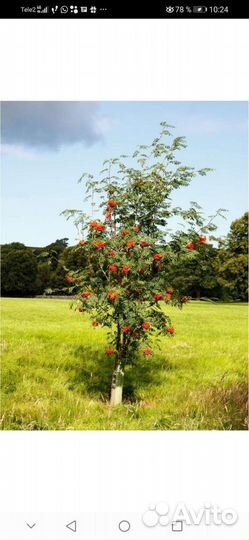 Саженцы Рябины