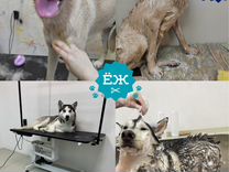 Мытье и экспресс-линька собак в Тюмени