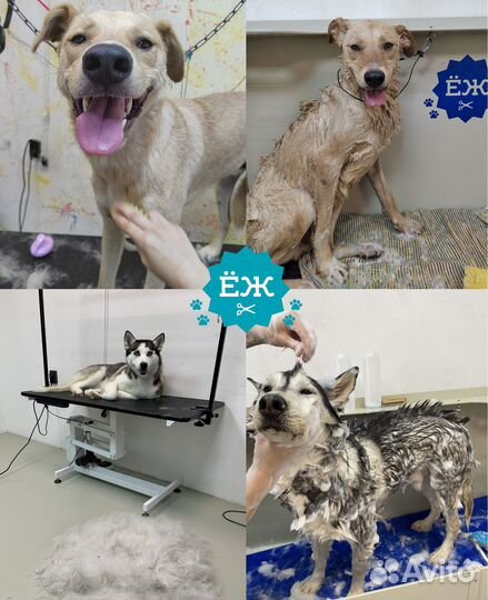 Мытье и экспресс-линька собак в Тюмени