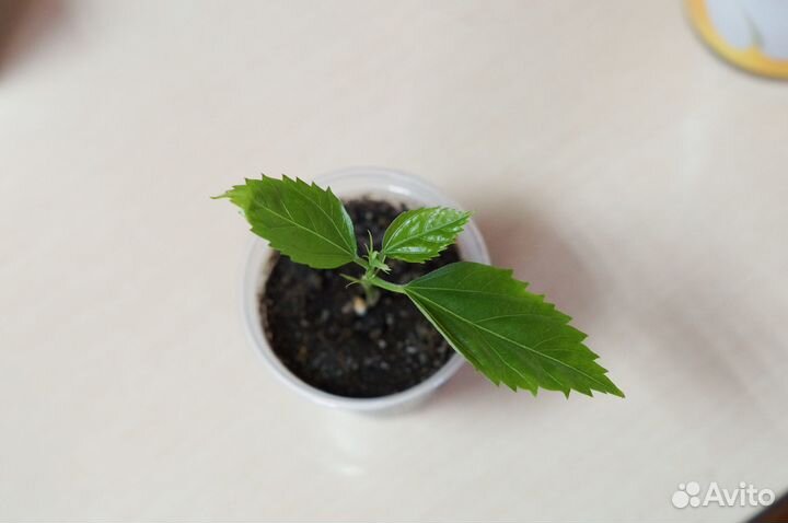 Гибискусы Рассвет с Текилой Tequla Sunrise черенки