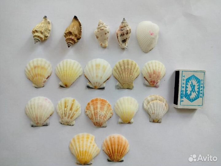 Ракушки морские для аквариума