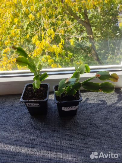 Шлюмбергера