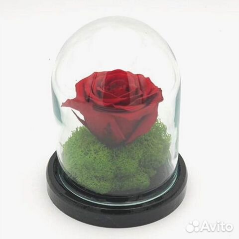 Роза в колбе. С гарантией