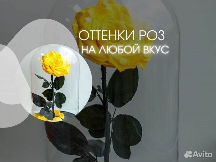 Роза в колбе. Вечная