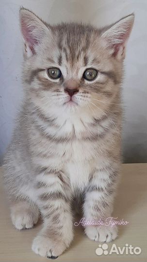 Шотландские котята