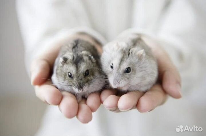 Джунгарский хомяк