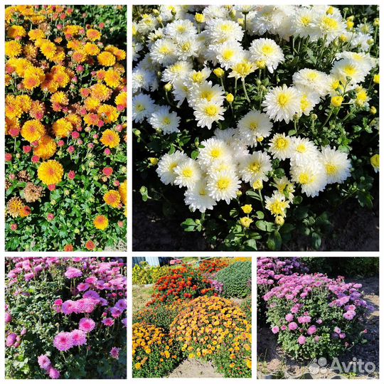 Хризантемы мультифлора