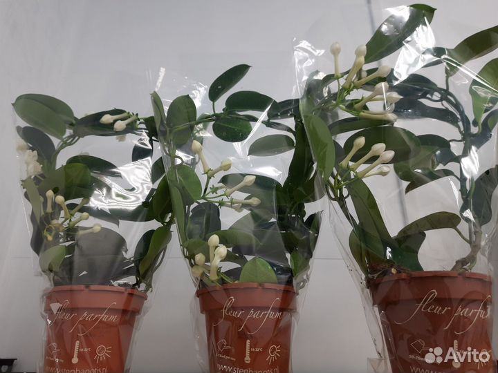 Комнатные растения, комнатные цветы