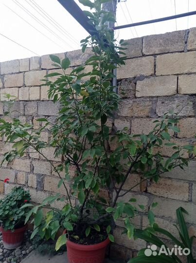 Лаймовое дерево